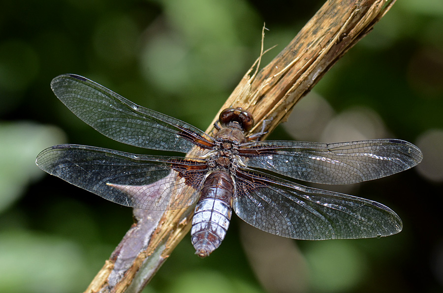 Libellula depressa? - S, femmina